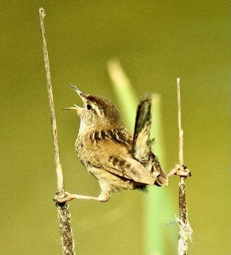 Marsh Wren - singing male by Len Blumin is licensed under CC BY-NC-ND 2.0